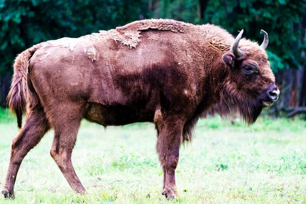 Bisons Sauvages Européens Bison Bonasus Dans Réserve Forestière Pszczyna Jankowice — Photo