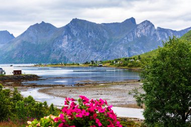 Tipik bir Lofoten Körfezi manzarası. Güzel bir günün sahnesi. Lofoten Adaları dünyanın dört bir yanından gelen insanlar için popüler bir turizm merkezidir ve hala popülerlik kazanmaktadır. Norveç Avrupa