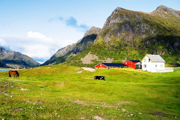 Egy Kis Farm Lofoten Szigeteken Nyár Hajnalán Lofotes Népszerű Turisztikai — Stock Fotó