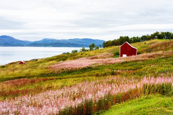 Stock image Norwegian coast landscape with a typical red house. Wooden red houses are called rorbu or rorbuer and are used for fishermen or tourists. Lofoten, Norway