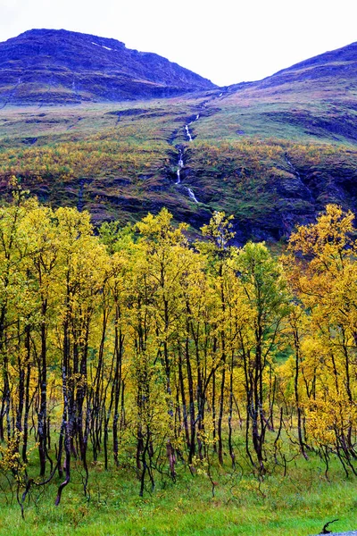 Pequeño Bosque Norte Noruega Día Otoñal — Foto de Stock