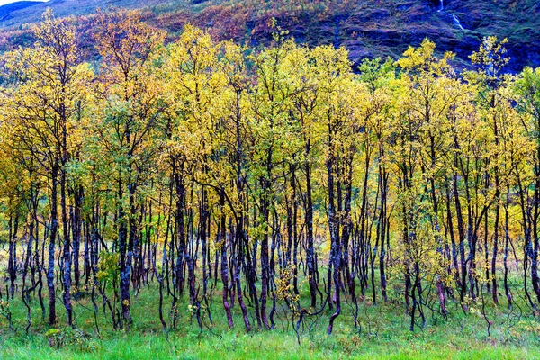 Pequeño Bosque Norte Noruega Día Otoñal — Foto de Stock