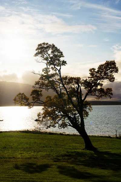 Arbre Solitaire Penché Debout Dans Une Cour Bord Mer Norvège — Photo