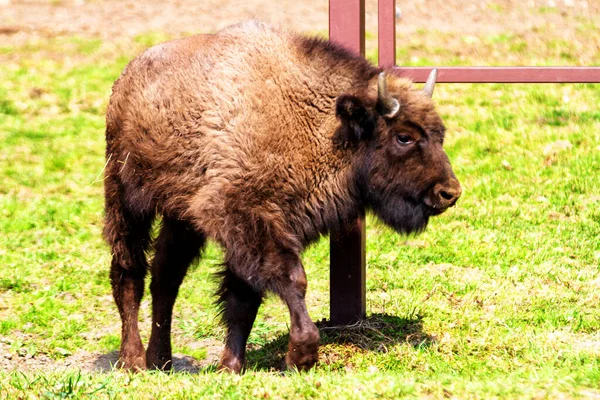 Bisons Sauvages Européens Bison Bonasus Dans Réserve Forestière Pszczyna Jankowice — Photo