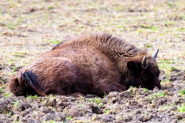 Bisons Sauvages Européens Bison Bonasus Dans Réserve Forestière Pszczyna Jankowice — Photo