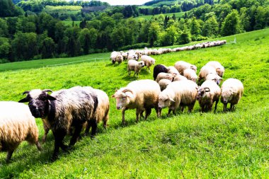 Polonya 'daki Pieniny Ulusal Parkı' nda vahşi bir çayırda otlayan koyun sürüsü.