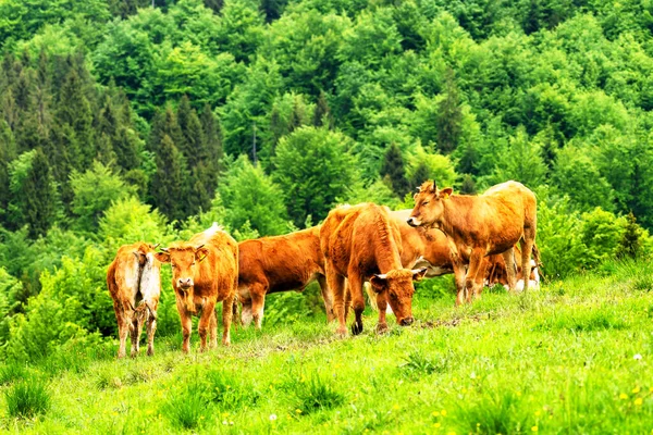 Koeien Alpenweide Achtergrond Het Pieniny Gebergte Bij Szczawnica Polen — Stockfoto