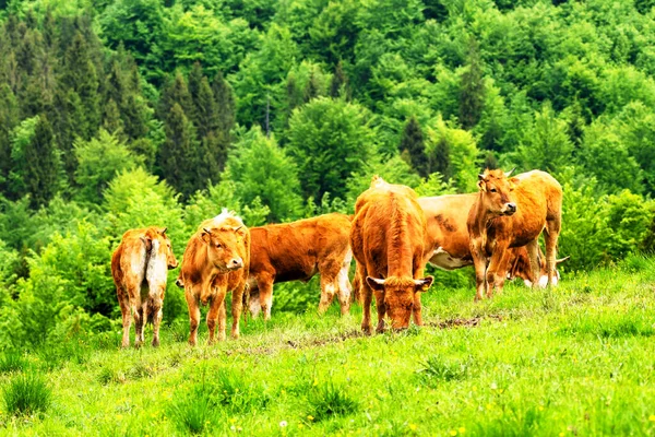 Vacas Prado Alpino Fondo Las Montañas Pieniny Cerca Szczawnica Polonia — Foto de Stock