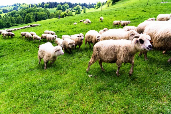Flock Sheep Grazing Wild Meadow Pieniny National Park Poland Stock Picture
