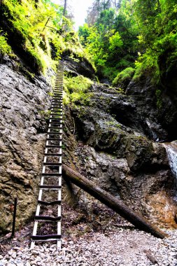 Slovak Paradise Ulusal Parkı, Slovakya. İzler nehir yatağında devrilen ağaçların ve kaldırılan merdivenlerin arasında.