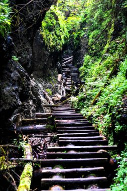 Slovak Paradise Ulusal Parkı, Slovakya. İzler nehir yatağında devrilen ağaçların ve kaldırılan merdivenlerin arasında.