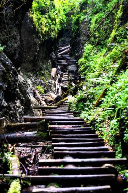 Slovak Paradise Ulusal Parkı, Slovakya. İzler nehir yatağında devrilen ağaçların ve kaldırılan merdivenlerin arasında.