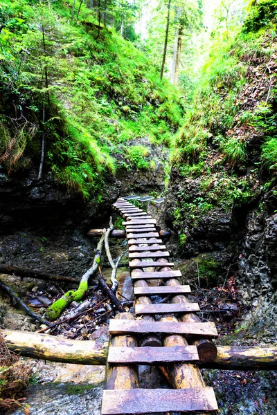 Taman Nasional Slowakia Paradise Slowakia Jejak Berjalan Dasar Sungai Antara — Stok Foto