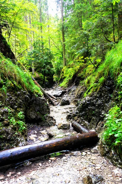 スロバキアパラダイス国立公園 スロバキア 道は倒木の間の川床に行く — ストック写真
