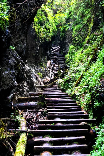 Parc National Paradis Slovaque Slovaquie Sentier Sur Lit Rivière Parmi — Photo