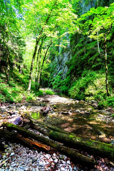 Parque Nacional Slovak Paradise Eslovaquia Sendero Sobre Lecho Del Río —  Fotos de Stock