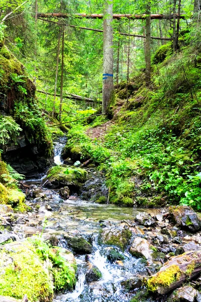 Nationalpark Slowakisches Paradies Slowakei Der Weg Führt Über Flussbett Zwischen — Stockfoto