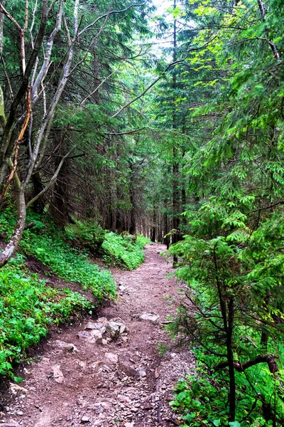 Les Hautes Tatras Vysoke Tatry Tatry Wysokie Magas Tatra Sont — Photo