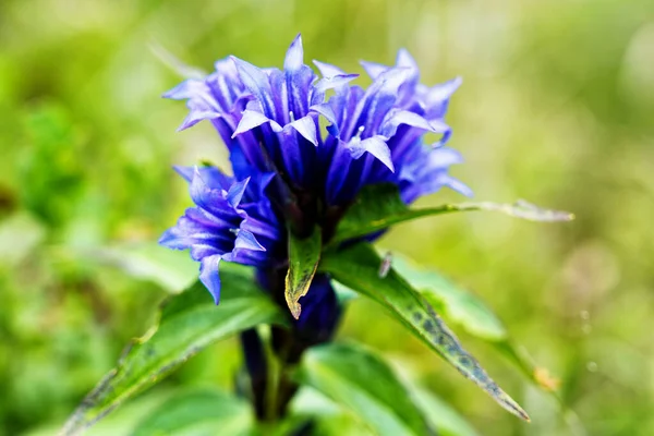 ウィロー ジェンティアン Gentiana Asclepiadea は中くらいの高さの青花山のハーブです — ストック写真