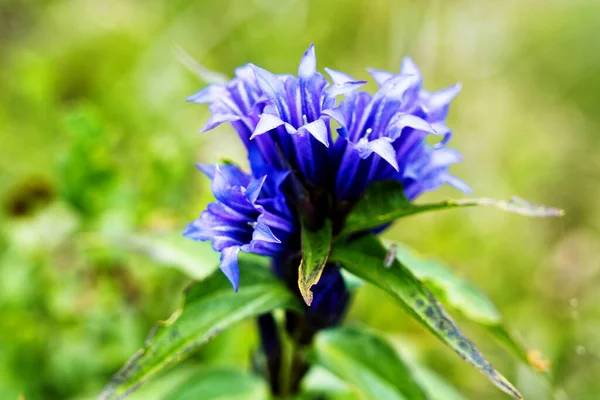 Fűzfa Gentian Gentiana Asclepiadea Egy Közepes Magas Kék Virágzó Hegyi — Stock Fotó