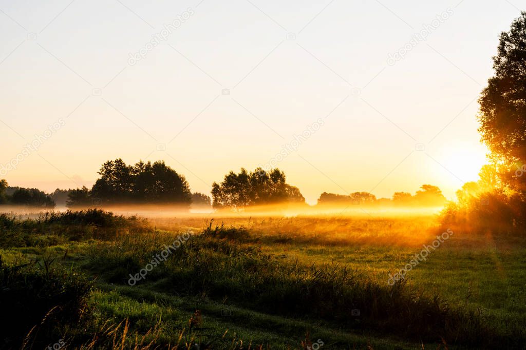 Sunny summer morning. Beautiful meadow with mist. Path in field with wildflowers. Foggy nature.