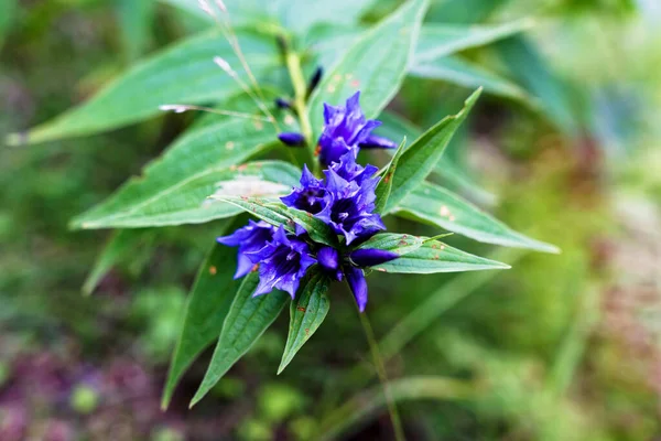 Willow Gentian Gentiana Asclepiadea Medium Tall Blue Flowering Mountain Herb — Stock Photo, Image