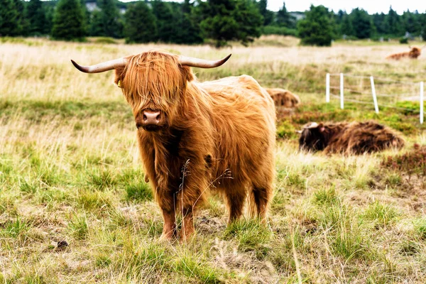 Grazing Scottish Highland Cow Sudety Mountains National Park Border Czech —  Fotos de Stock