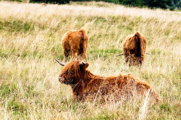 在捷克共和国和波兰边境的苏台底山脉国家公园放牧苏格兰高地奶牛 — 图库照片
