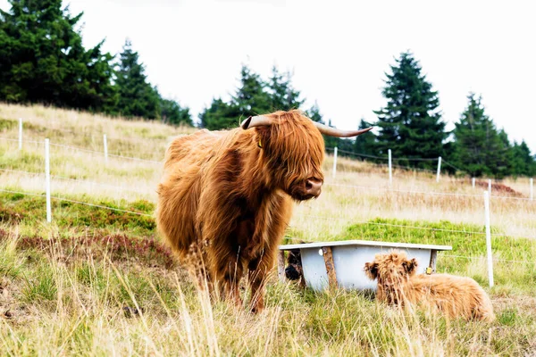 Grazing Scottish Highland Cow Sudety Mountains National Park Border Czech —  Fotos de Stock