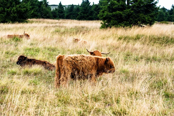 Grazing Scottish Highland Cow Sudety Mountains National Park Border Czech —  Fotos de Stock