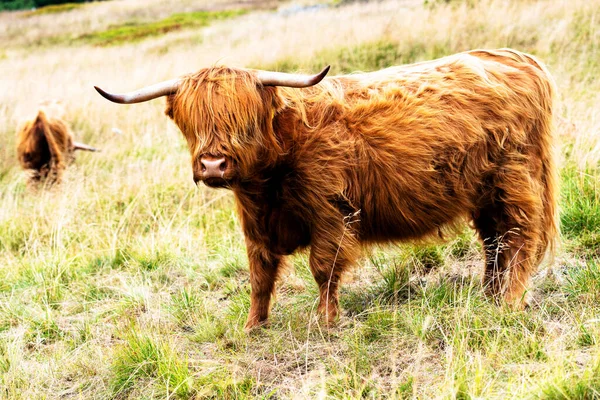 Grazing Scottish Highland Cow Sudety Mountains National Park Border Czech —  Fotos de Stock