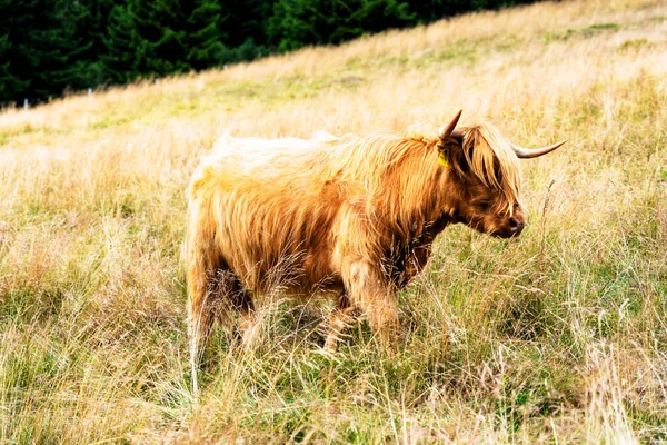 Grazing Scottish Highland Cow Sudety Mountains National Park Border Czech —  Fotos de Stock