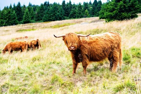 Grazing Scottish Highland Cow Sudety Mountains National Park Border Czech —  Fotos de Stock