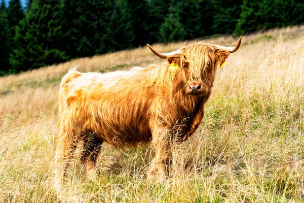 Grazing Scottish Highland Cow Sudety Mountains National Park Border Czech —  Fotos de Stock