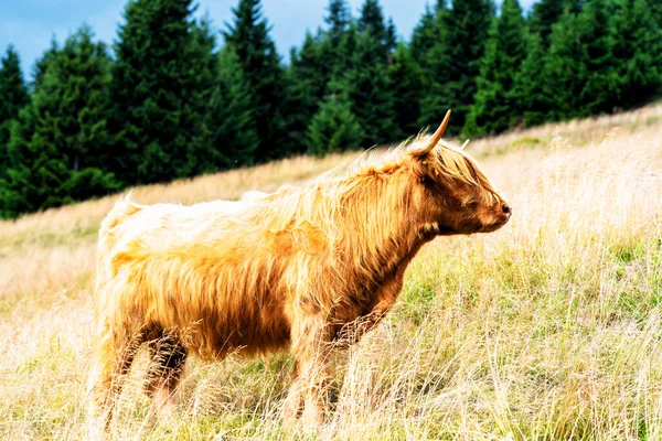 Pâturage Vache Des Hautes Terres Écossaises Dans Parc National Des — Photo