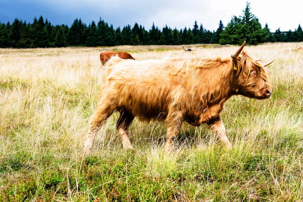 Grazing Scottish Highland Cow Sudety Mountains National Park Border Czech —  Fotos de Stock