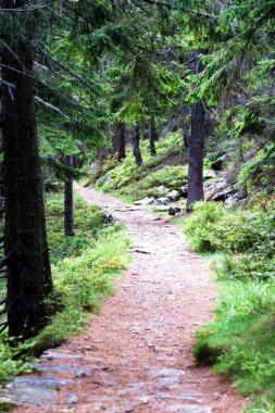 Polonya ve Çek Cumhuriyeti sınırında yürüyüş yolları ve Karkonosze (Krkonose) dağlarının ulusal parkı görülüyor. Güzel manzaralı güzel yaz manzarası.