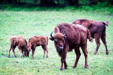 Orman rezervindeki vahşi Avrupa bizonları (Bison bonasus), Pszczyna Jankowice, Polonya