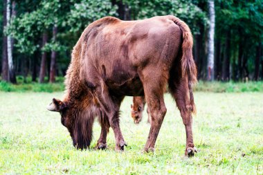 Orman rezervindeki vahşi Avrupa bizonları (Bison bonasus), Pszczyna Jankowice, Polonya