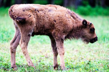 Orman rezervindeki vahşi Avrupa bizonları (Bison bonasus), Pszczyna Jankowice, Polonya