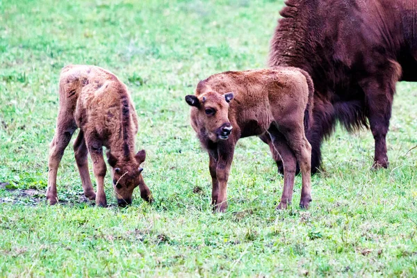 Bisontes Europeos Salvajes Sabios Bison Bonasus Reserva Forestal Pszczyna Jankowice —  Fotos de Stock