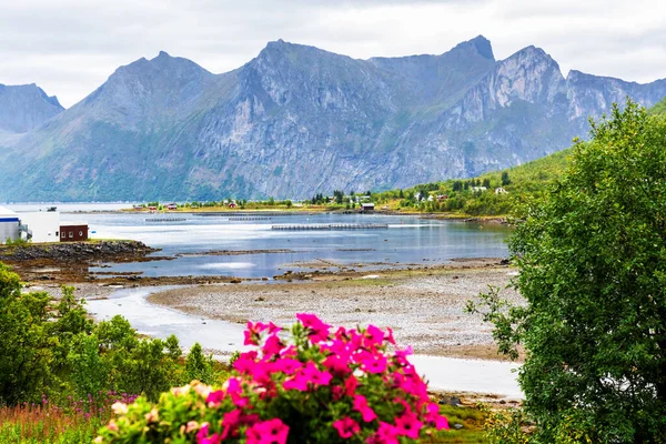 Typical Lofoten Bay View Scene Lovely Day Lofoten Islands Popular — Stock Photo, Image