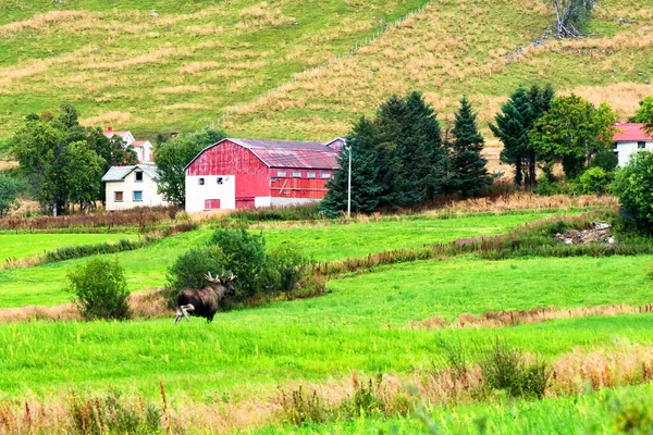 Rennende Eland Door Groen Veld Nabij Idyllische Huizen Lofoten Noorwegen — Stockfoto