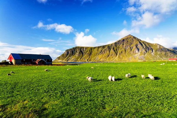 Yazın Şafağında Lofoten Adalarında Küçük Bir Çiftlik Lofotes Popüler Bir — Stok fotoğraf