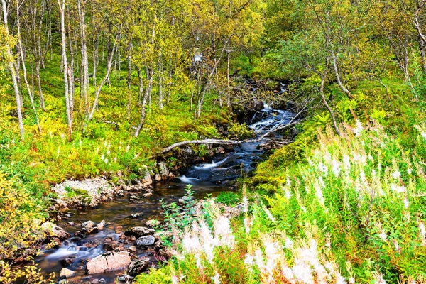 Agua Borrosa Que Fluye Través Del Bosque Caducifolio Norte Noruega — Foto de Stock