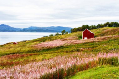 Tipik kırmızı bir evi olan Norveç kıyı manzarası. Tahta kırmızı evlere 