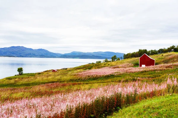 Norweski Krajobraz Wybrzeża Typowym Czerwonym Domem Drewniane Czerwone Domy Nazywane — Zdjęcie stockowe