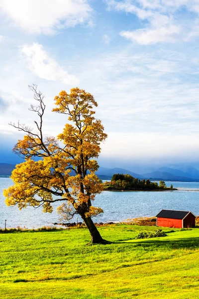 Arbre Solitaire Penché Debout Dans Une Cour Bord Mer Norvège — Photo