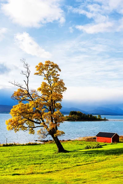 Arbre Solitaire Penché Debout Dans Une Cour Bord Mer Norvège — Photo