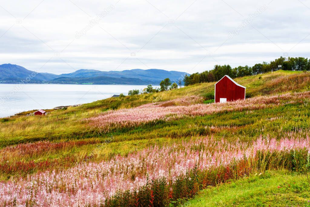 Norwegian coast landscape with a typical red house. Wooden red houses are called rorbu or rorbuer and are used for fishermen or tourists. Lofoten, Norway